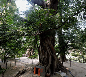 Madan Ter el árbol sagrado de la cuba