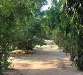 Bosque Sagrado de Madan Ter