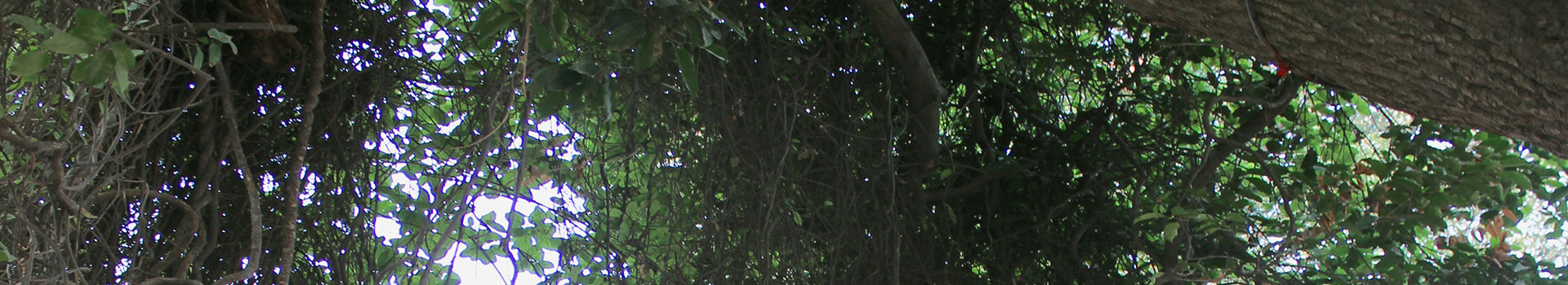 Madan Ter el bosque de Vrindavan