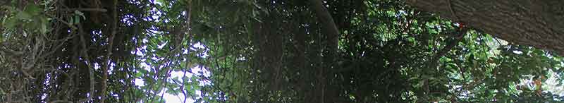 Madan Ter el bosque de Vrindavan